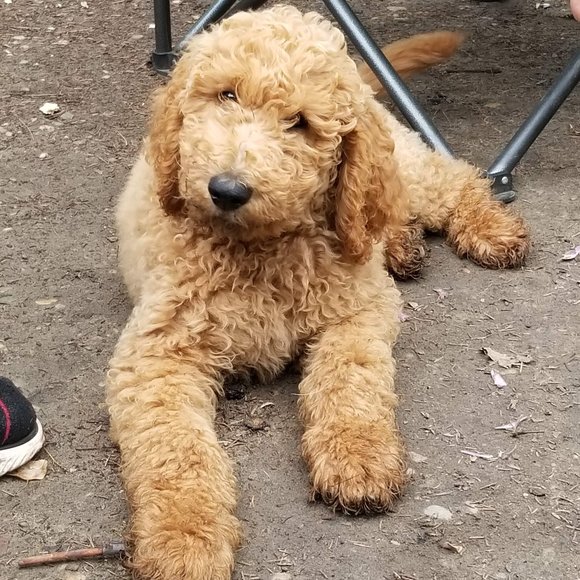 Meet your Posher, Malachi - Picture 3 of 4